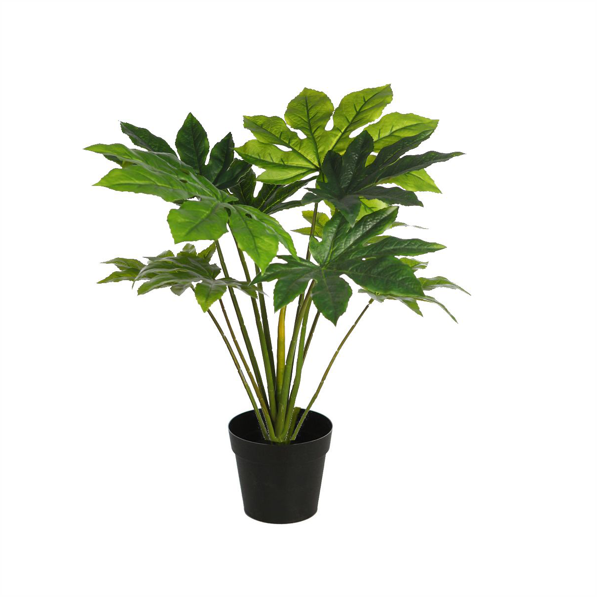 PLANTA ARALIA JAPONICA ARTIFICIAL - Imagen 3