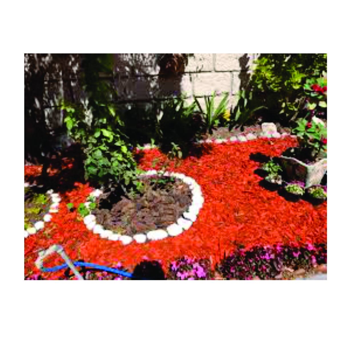 MULCH NARANJO DECORATIVO JARDIN - Imagen 2